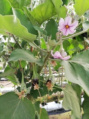 Image of Solanum melongena