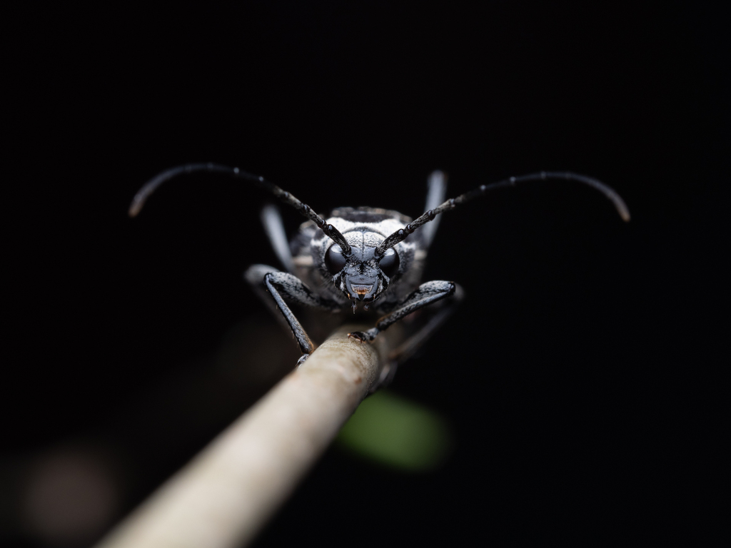 Sarosesthes fulminans from LeasideBennington, Toronto, ON, Canada on