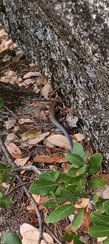 iNaturalist observation photo of Gilbert's Skink