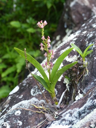 Waterlotii Orchid