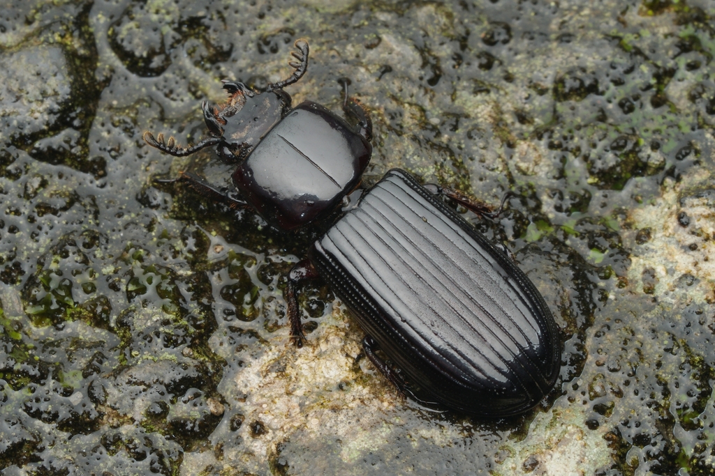 Leptaulax formosanus from 대만 가오슝 on August 12, 2023 at 0237 PM by Do