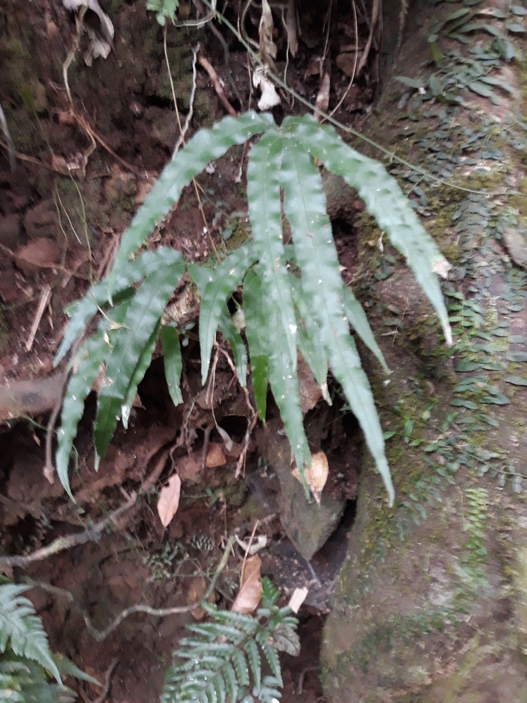 plants from Tamborine Mountain QLD 4272, Australia on August 15, 2023