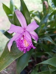 Sobralia wilsoniana image
