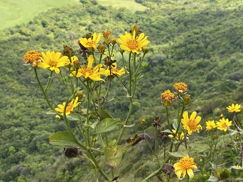 Bidens forbesii ssp. kahiliensis
