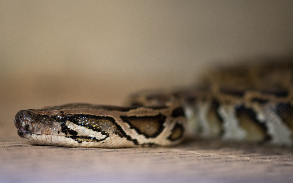 Burmese Python in July 2023 by Chotipong Sinayruraj · iNaturalist
