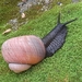 Giant Land Snail - Photo (c) Melan Sridhara, all rights reserved, uploaded by Melan Sridhara