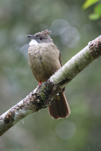 Penan Bulbul