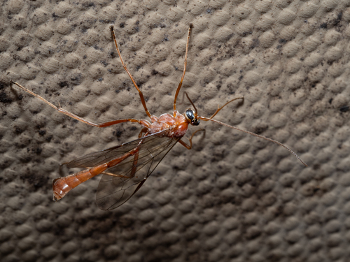 Enicospilus molokaiensis