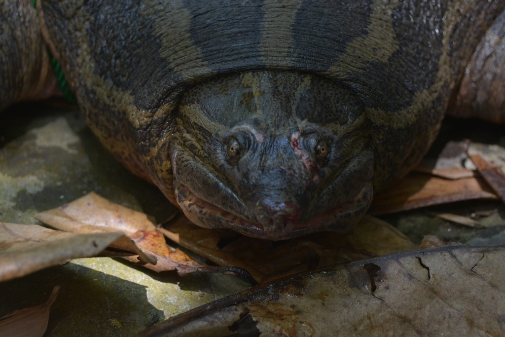 Java Narrow Headed Softshell Turtle In February 2019 By Saktyari · Inaturalist 