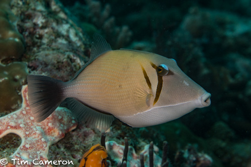 Lei Triggerfish