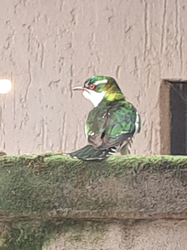 Diederik Cuckoo
