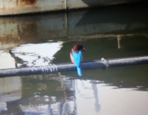 White-throated Kingfisher