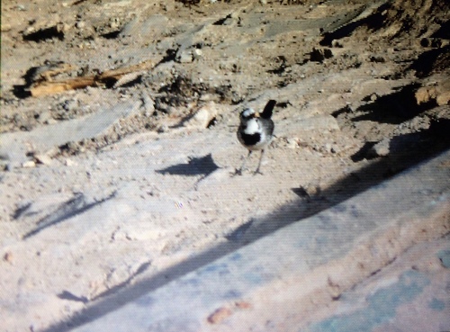 White Wagtail