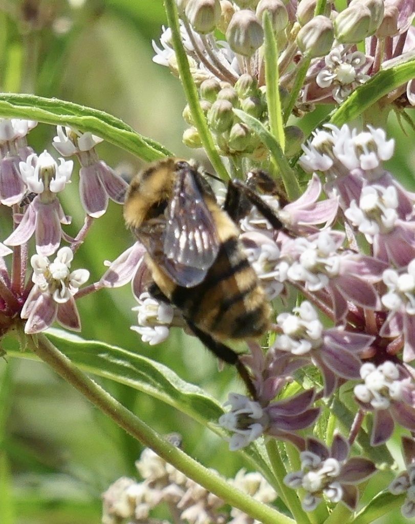 Crotch s bumble bee from crimea st ventura ca us on august 14 2023