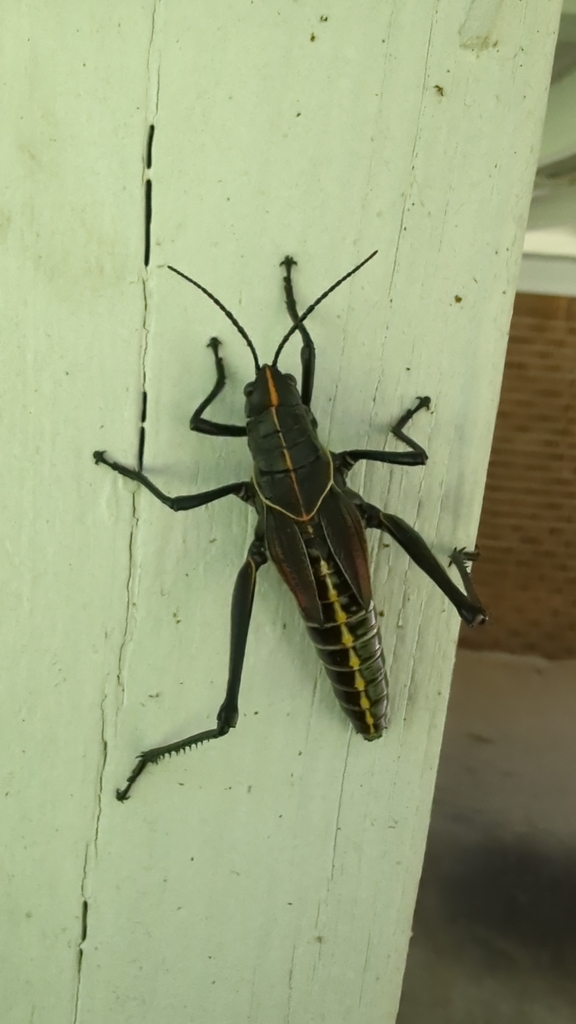 Eastern Lubber Grasshopper from Northport, AL 35476, USA on August 16 ...