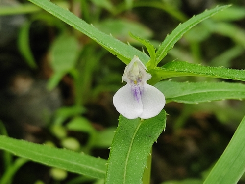Impatiens ecalcarata