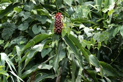 Costus lima image