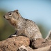 Rock Squirrel - Photo (c) thesantogrial, all rights reserved, uploaded by thesantogrial