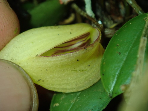 Zootrophion hirtzii