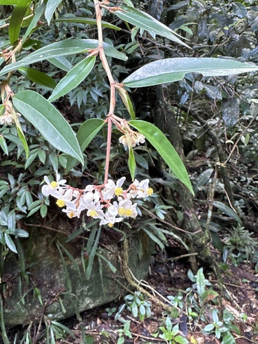 Begonia erecta