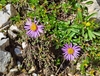 Aster alpinus alpinus - Photo (c) Francesco R, all rights reserved, uploaded by Francesco R