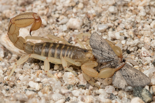Stripe-tailed Scorpion