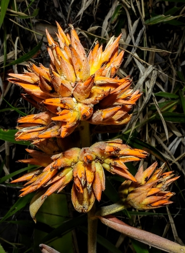 Aechmea aquilega (Salisb.) Griseb.