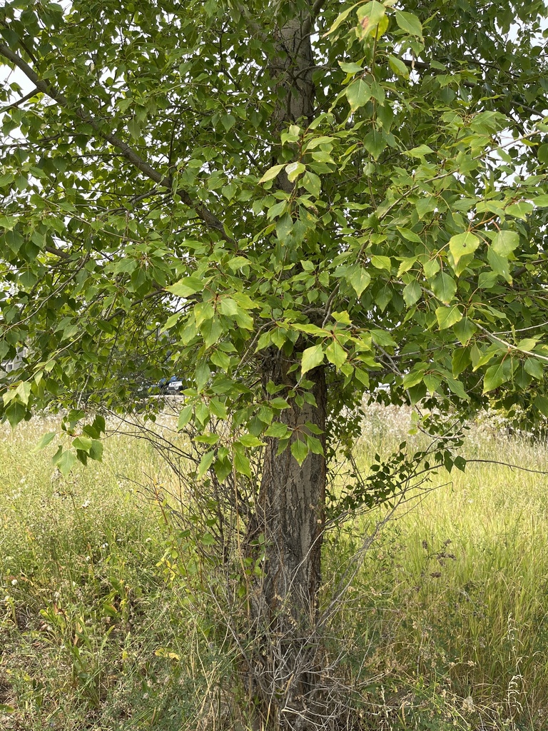 black cottonwood in August 2023 by haleymacdonald. Uncertain