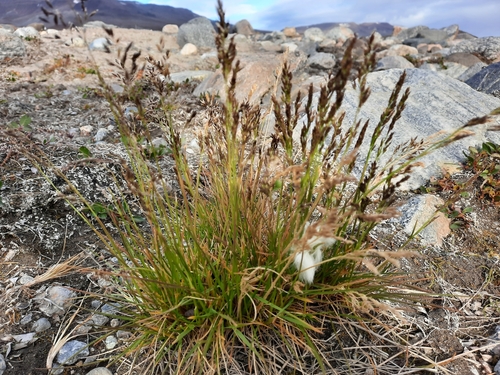 Alaskan bluegrass (Poa hartzii ssp. alaskana)