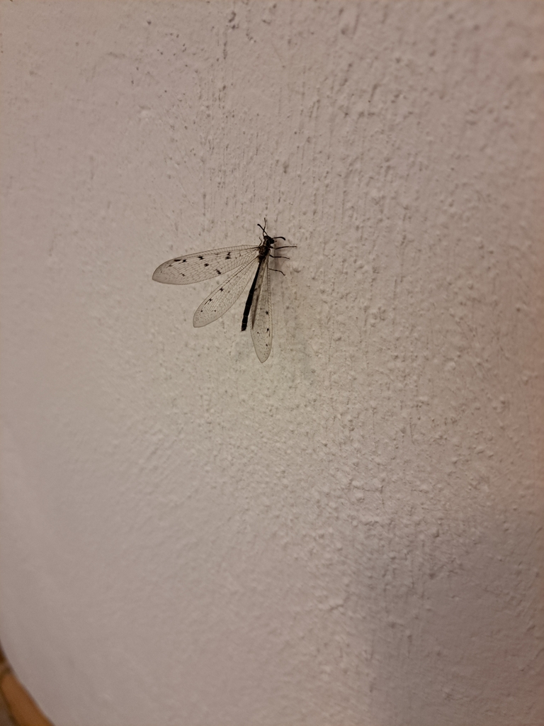 Spotted-wing antlion from Theberton, UK on August 14, 2023 at 09:52 PM ...