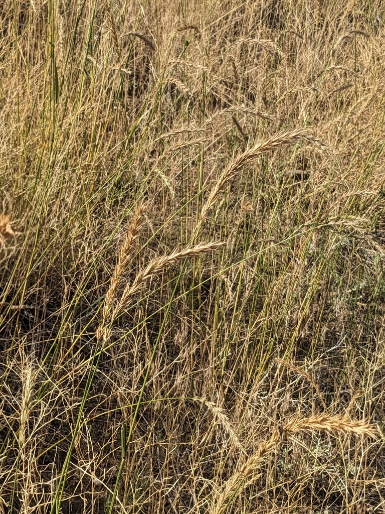 Canada wild rye from Norris, MT 59745, USA on August 16, 2023 at 10:47 ...