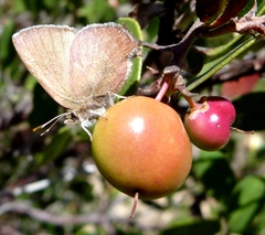 Callophrys augustinus image