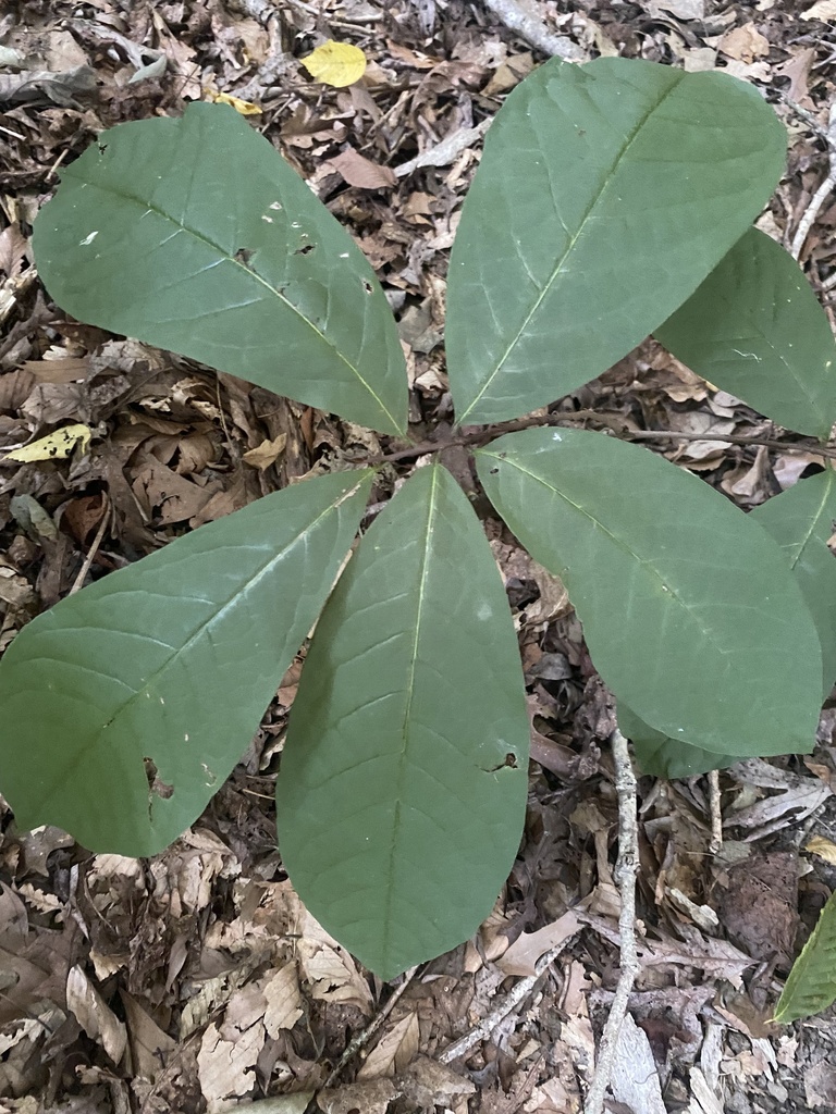 common pawpaw from Warbler Pl, Williamsburg, VA, US on August 16, 2023 ...