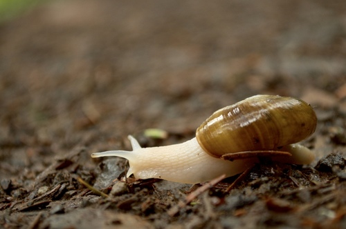 Robust Lancetooth Snail