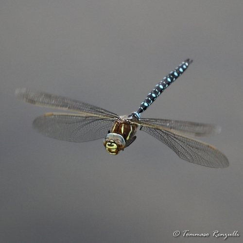Sedge Darner