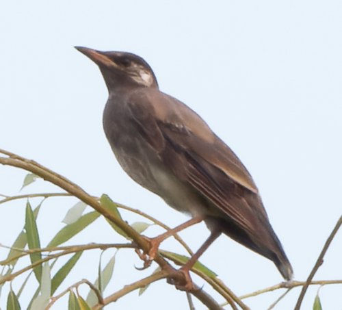 White-cheeked Starling