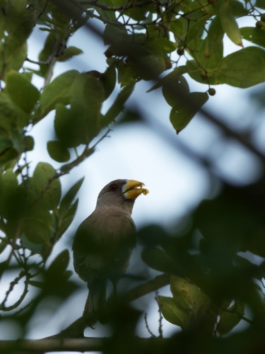 Yellow-billed Grosbeak