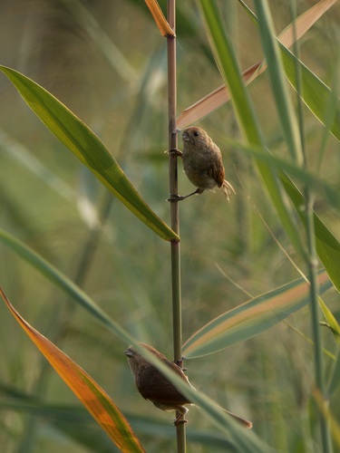 Vinous-throated Parrotbill