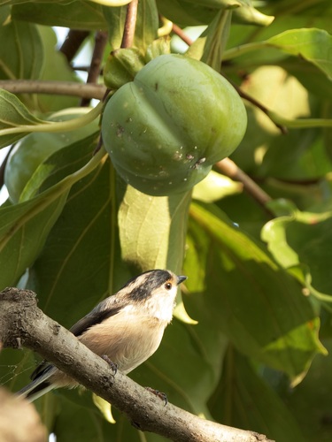 Silver-throated Tit