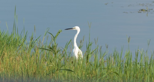 Little Egret