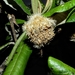 Eremanthus - Photo (c) Marcos Silveira, όλα τα δικαιώματα διατηρούνται, uploaded by Marcos Silveira