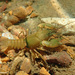 Hubbs Crayfish - Photo (c) Dustin Lynch, all rights reserved, uploaded by Dustin Lynch