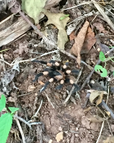 Mexican Dwarf Redleg Tarantula