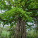 Ficus prolixa - Photo (c) Dan LaVorgna, todos los derechos reservados, subido por Dan LaVorgna