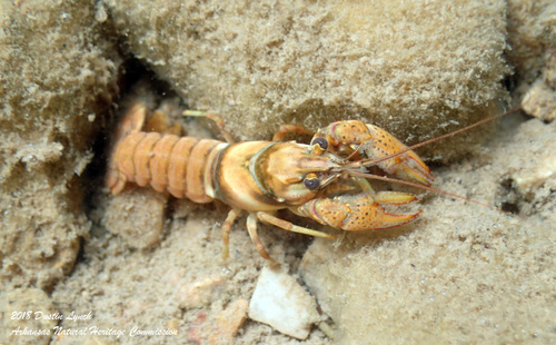 Orconectes marchandi