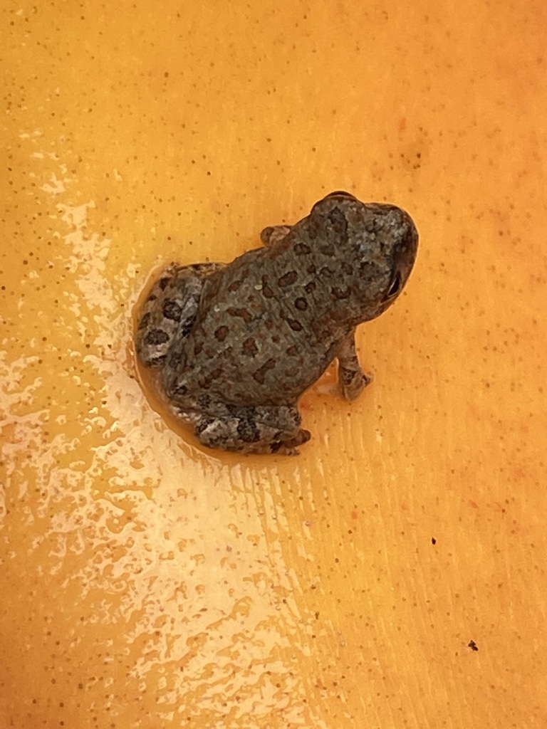 North American Toads from Co Rd 423, Texas 76070 on May 27, 2023 at 01: ...