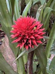 Aechmea magdalenae image