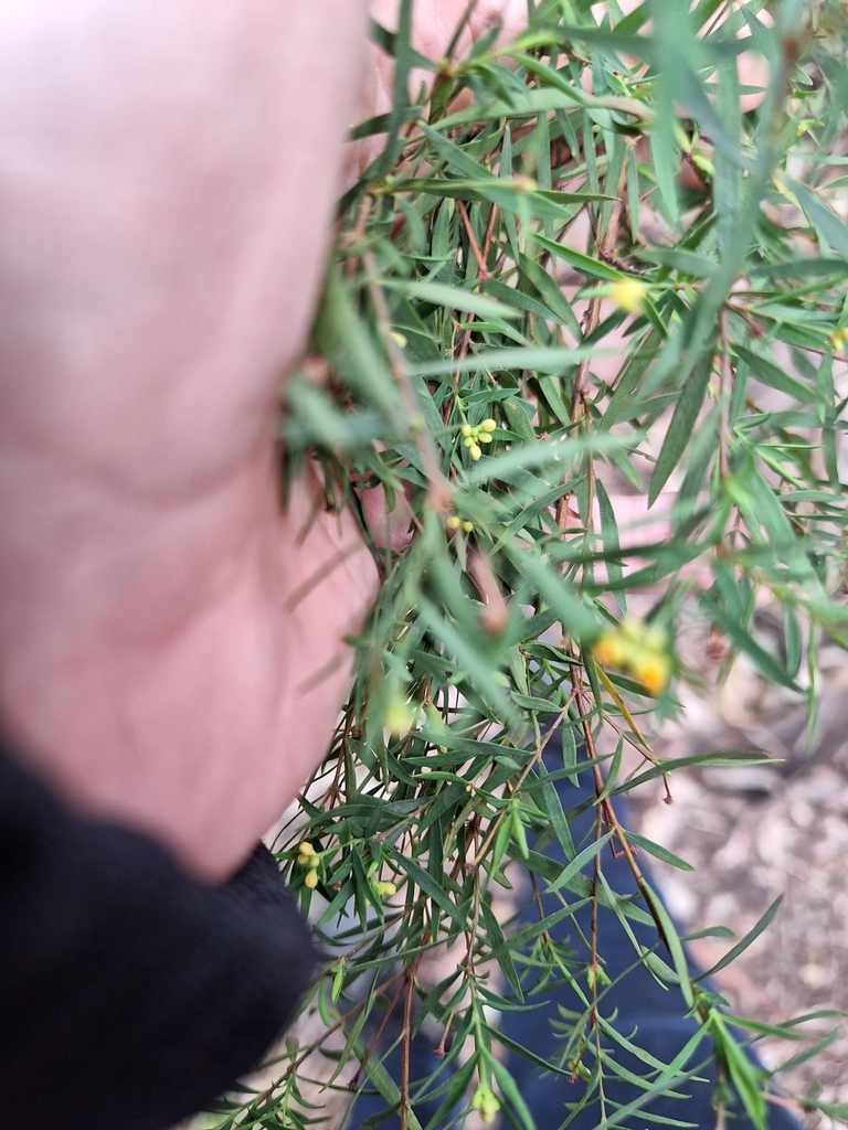 Stringbarks from Clumber QLD 4309, Australia on July 16, 2023 at 12:20 ...