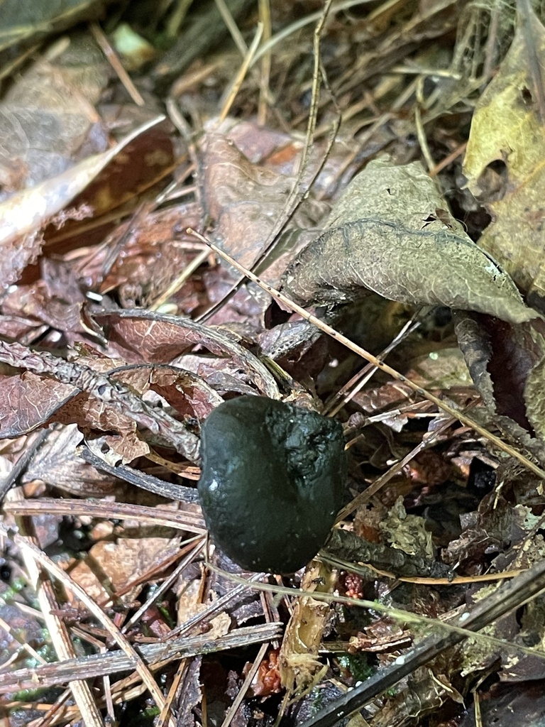 Plectania cyttarioides
