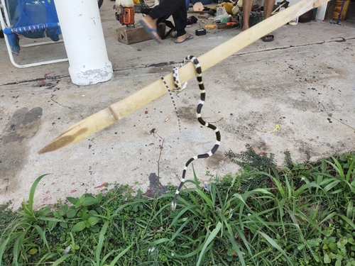 Blanford's Bridle Snake